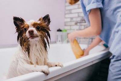 Pet Grooming and Pet Sitting Insurance in Gig Harbor, WA by Michael J Clifford Insurance Services ~ With APPS Shirreff Insurance Services