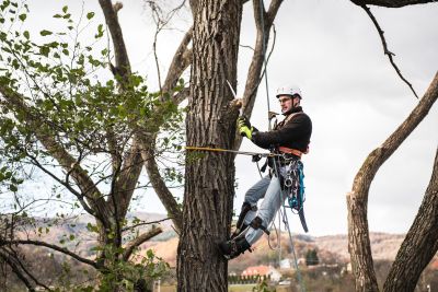 Tree Trimming Insurance in Gig Harbor, WA by Michael J Clifford Insurance Services ~ With APPS Shirreff Insurance Services